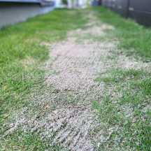 山砂2.0 芝目砂として