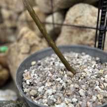 山砂利（カスミ）大