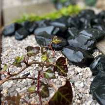 山砂利（カスミ）大