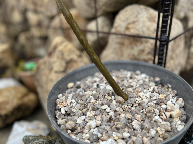 粗粒山砂（大）