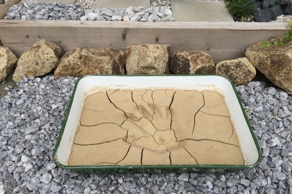 After:水分が抜けて、ひび割れ、カチカチになりました。